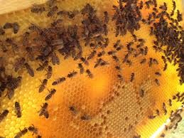 L’alveare 3.0 salverà le api senza lo Stato a supporto