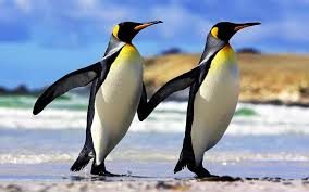 Scoperte in Antartide nuove colonie di pinguino imperatore